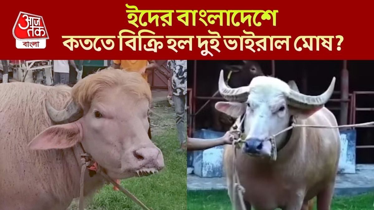 ইদের বাংলাদেশে কততে বিক্রি হল দুই ভাইরাল মোষ?