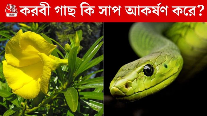 করবী গাছ নিয়ে সাপের তথ্য
