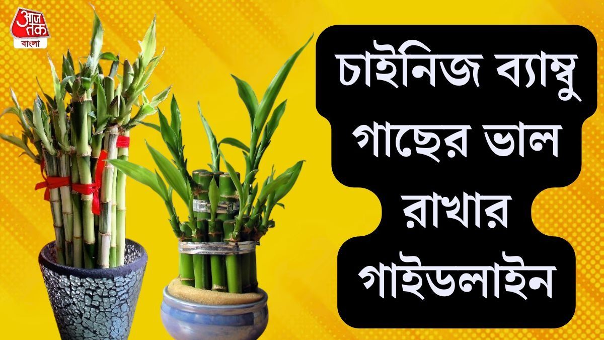 চাইনিজ ব্যাম্বুর গাইডলাইন 