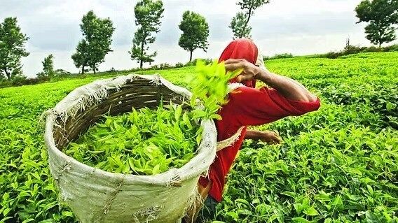এবার উত্তরবঙ্গের চা-বাগানেও ‘অসম মডেল’? মুখ্যমন্ত্রীর নির্দেশে আশার আলো দেখছেন চা-শ্রমিকরা