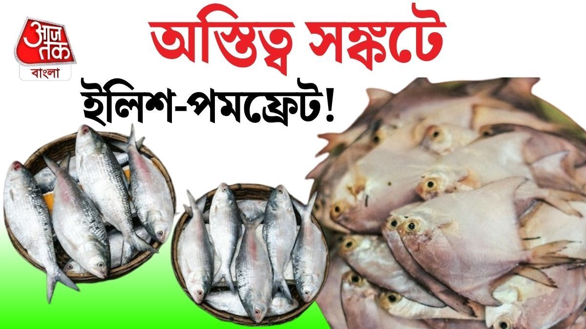 বাঙালির পাত থেকে ধীরে ধীরে উধাও হচ্ছে ইলিশ-পমফ্রেট, কেন জানেন? 