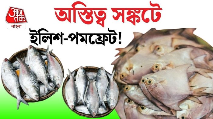ইলিশ পমফ্রেটের অস্তিত্ব সঙ্কটে