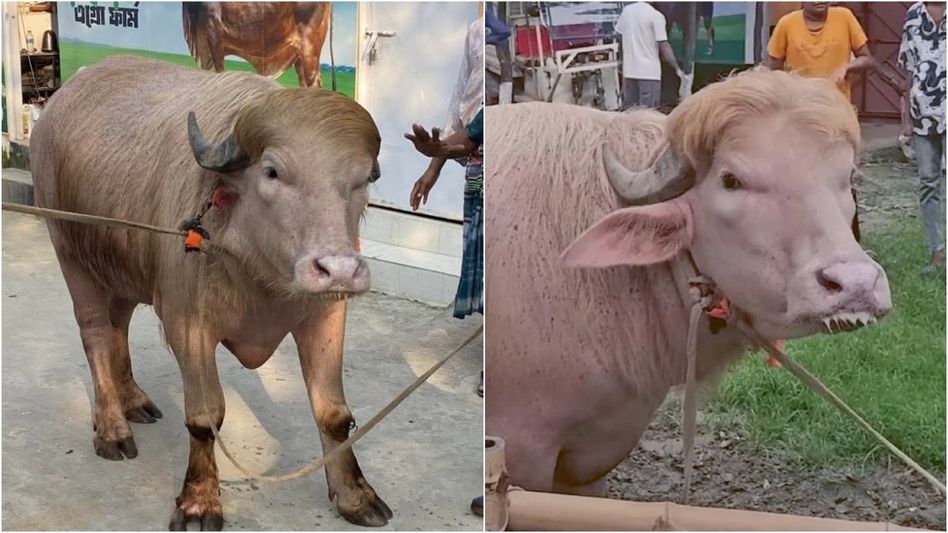 'ডোনাল্ড ট্রাম্পের কুরবানি' আটকাল বাংলাদেশ সরকার, সেলেব মোষ গেল চিড়িয়াখানায় 'ডোনাল্ড ট্রাম্পের কুরবানি' আটকাল বাংলাদেশ সরকার, সেলেব মোষ গেল চিড়িয়াখানায়