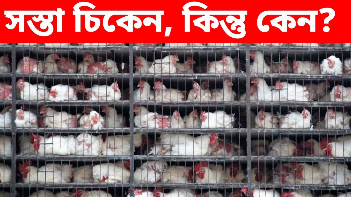 চিকেন ১৮০ টাকা/kg নামল, হঠাত্‍ এত সস্তা কেন? দাম শিগগিরই বাড়বে? খোঁজ নিল bangla.aajtak.in