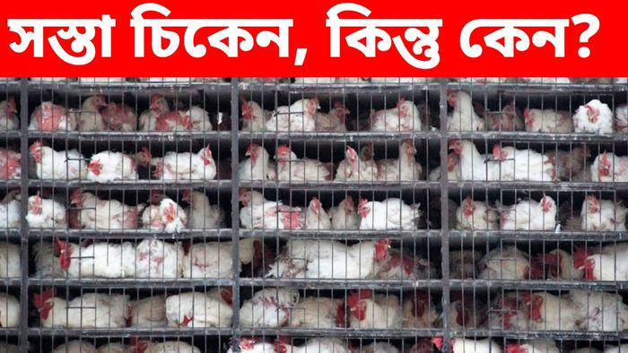 ১৮০ টাকায় নেমে গেল চিকেনের দাম, মাংস এত সস্তা কেন?
