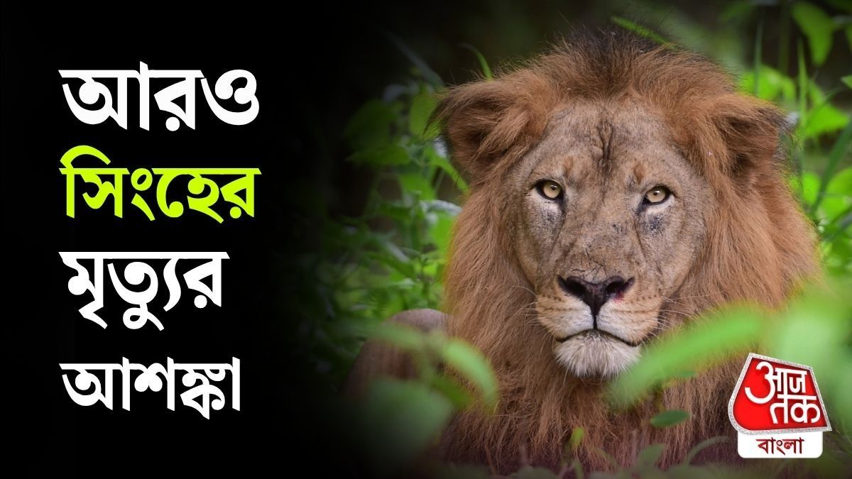 গির অরণ্যে ৭ সিংহর অস্বাভাবিক মৃত্যু, কোয়ারেন্টাইনে ১৭; বাড়ছে উদ্বেগ 