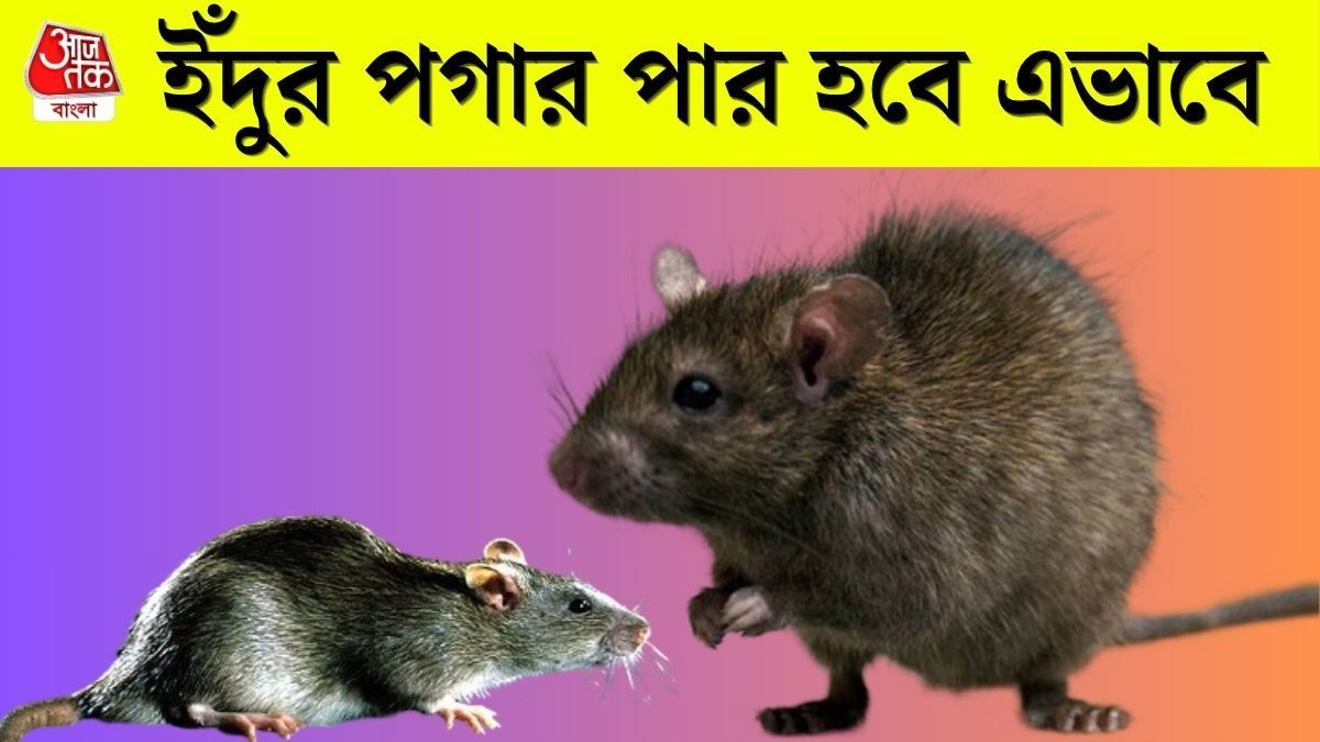 ইঁদুর তাড়ানোর উপায়