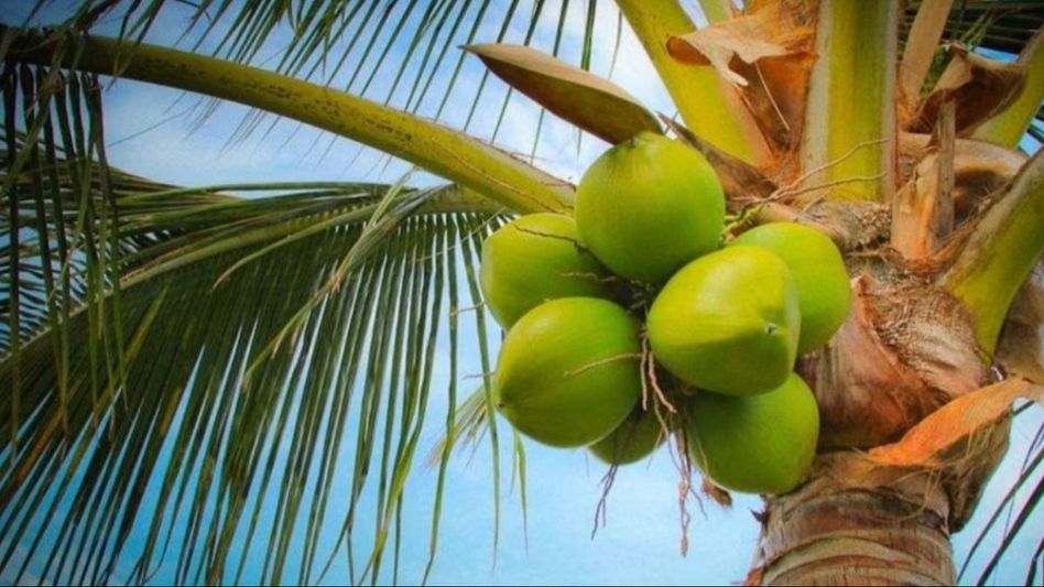 কলকাতায় দাম ৭০ টাকা থেকে শুরু, দিল্লি-কর্নাটক-কেরলে ডাবের দাম কত? কলকাতায় দাম ৭০ টাকা থেকে শুরু, দিল্লি-কর্নাটক-কেরলে ডাবের দাম কত?
