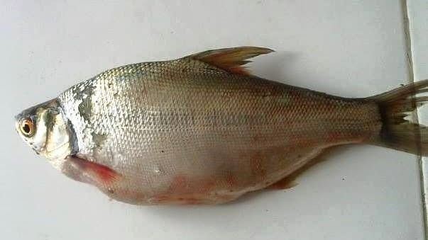 পেংবা মাছ (সোশ্যাল মিডিয়া)