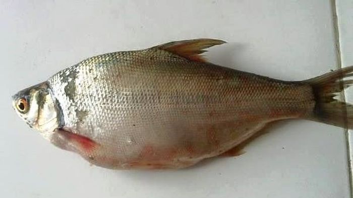 পেংবা মাছ (সোশ্যাল মিডিয়া)