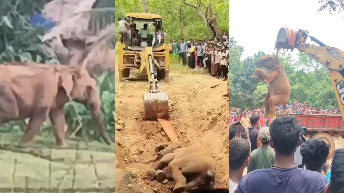 কাঁঠাল খেতে গিয়ে কুয়োয় পড়ে মৃত্যু হাতি শাবকের, পাশে দাঁড়িয়ে কাতর আর্তি মায়ের