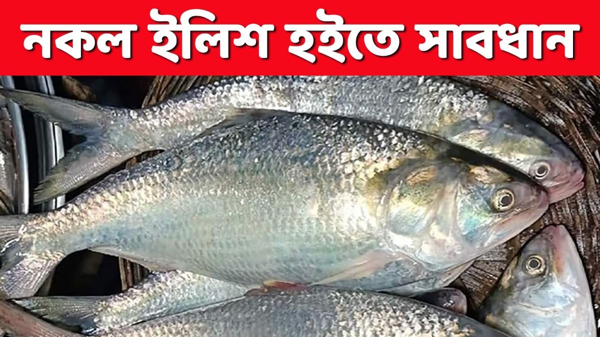 বাজার ভর্তি ইলিশ, ঠকবেন না; আসল পদ্মা ও মেঘনার ইলিশ চেনার সেরা উপায়