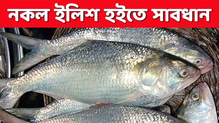 আসল পদ্মা ও মেঘনার ইলিশ চেনার সেরা জাদুকরী উপায়