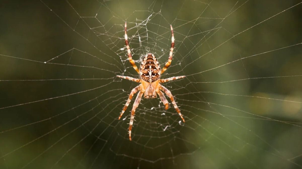 ঘরে মাকড়সা, জাল? এই জিনিসটি রাখলে আর হবে না