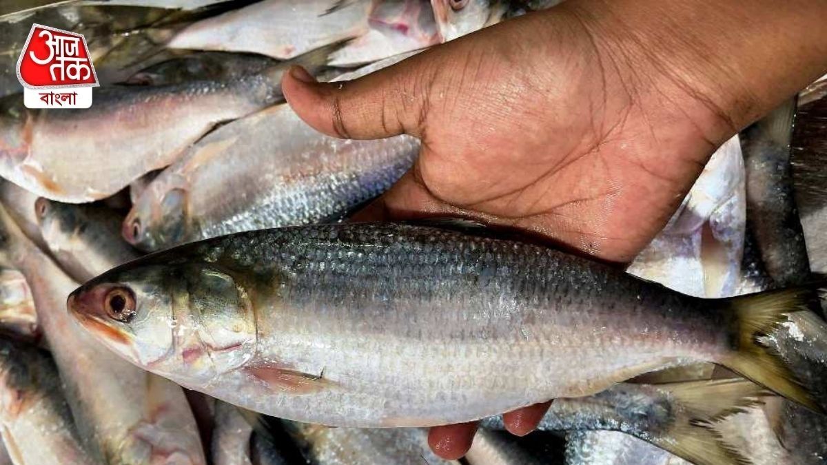 সেরা ইলিশ মাছ কেনার টিপস