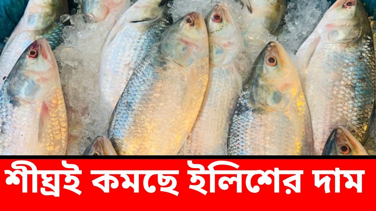 দু'সপ্তাহের মধ্যে টাটকা ইলিশে ছেয়ে যাবে বাজার, দাম কত হবে? খোঁজ নিল bangla.aajtak.in