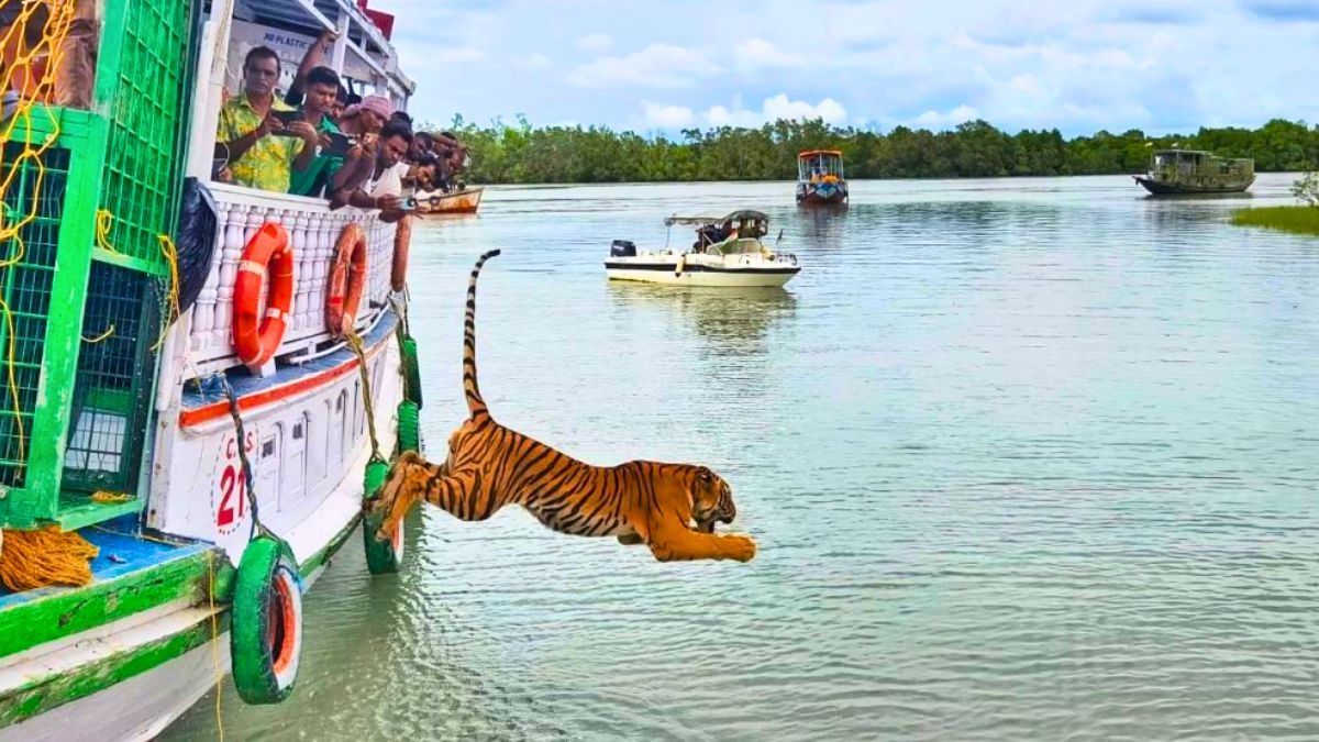 বাঘ ছাড়া হচ্ছে।-ফাইল ছবি