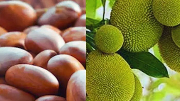 Jackfruit Seeds Recipe In Bengali: কাঁঠালের বীজের এই রেসিপি খেলে অন্য কিছু খেতে মন চাইবে না, বানানোও সহজ