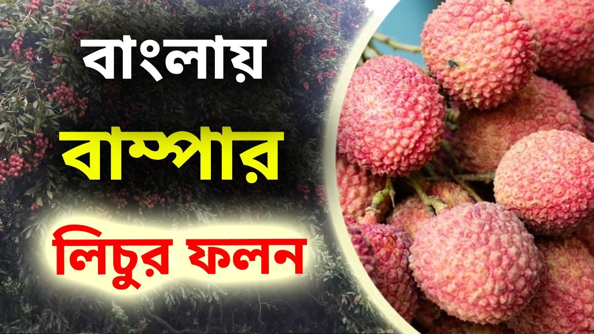 লিচু চাষে বিহারকে টেক্কা দিল বাংলা, চাষিদের থেকে ভাল ফলনের 'সিক্রেট' জানল bangla.aajtak.in