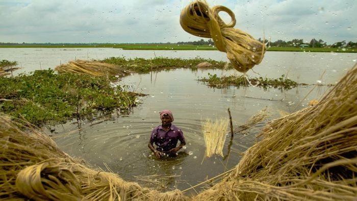 বাংলায় লাফিয়ে বাড়ল পাটের দাম