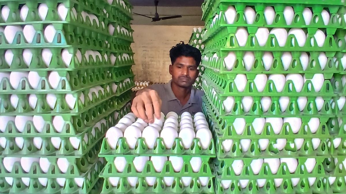 ডিমের দাম তো ৮ টাকা পার, কবে সস্তা হবে? জানালেন পোলট্রি অ্যাসোসিয়েশনের সভাপতি