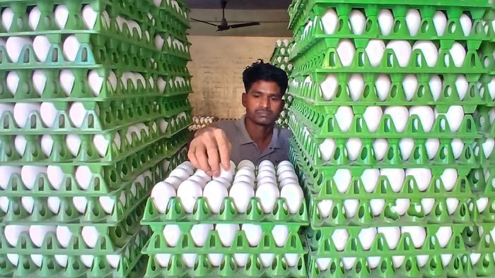 ৮ টাকা ছুঁয়ে ফেলল ডিমের দাম