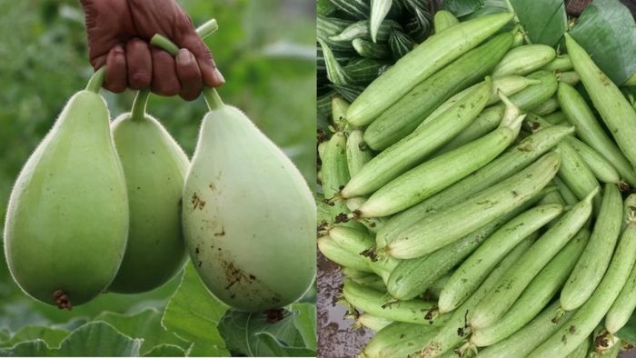 লাউ নাকি ঝিঙে, স্বাস্থ্যের গুণাগুণের বিচারে ঠিক কোনটা বেশি উপকারী?