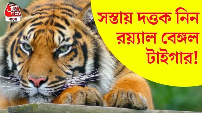 দত্তক নিন চিড়িয়াখানার বাঘ