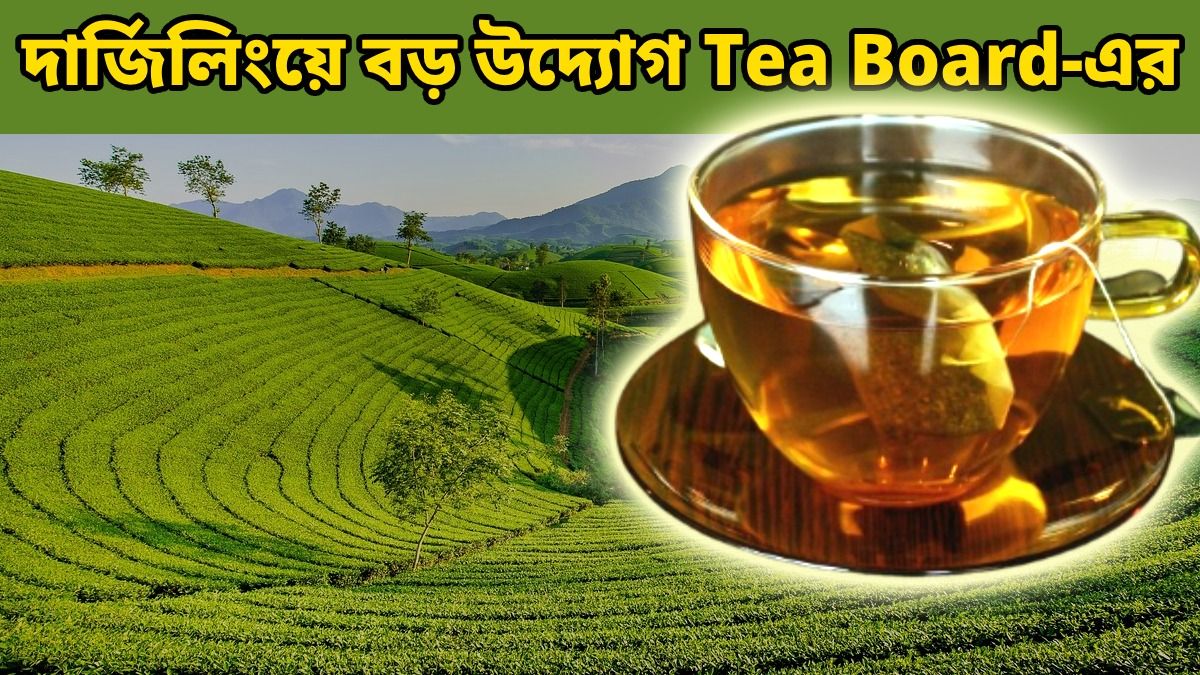 দার্জিলিঙে টি টেস্টিং কোর্স চালু করল Tea Board, কতটা উজ্জ্বল ভবিষ্যত্‍ এই পেশার?