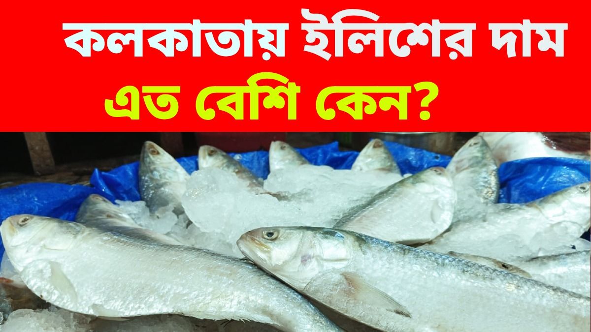 কলকাতায় ইলিশের দাম চড়া, বাংলাদেশেও আকাল, কেন জানেন?