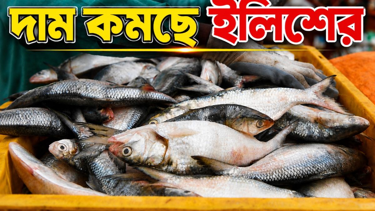 ইলিশ 