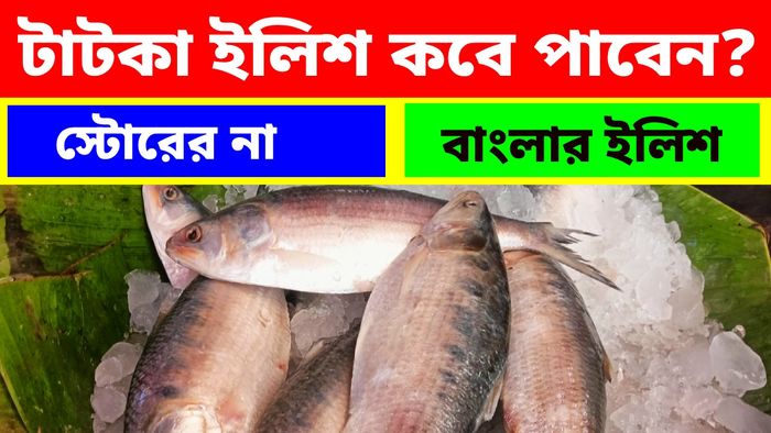কলকাতার বাজারে নেই 'টাটকা' ইলিশ