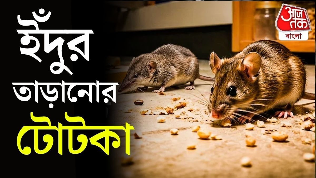 গর্তে জল জমলে নিরাপদ আশ্রয়ের খোঁজে ইঁদুর, ছুঁচো-সহ নানা ধরনের ছোট প্রাণী উঁচু, শুকনো আশ্রয় খোঁজে। 