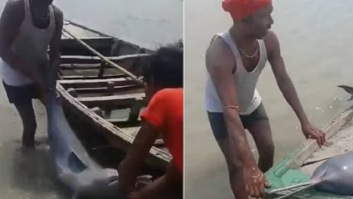 কোশি নদীতে জালে পড়ল ডলফিন, বাড়ি নিয়ে গিয়ে গ্রেফতার মৎস্যজীবী