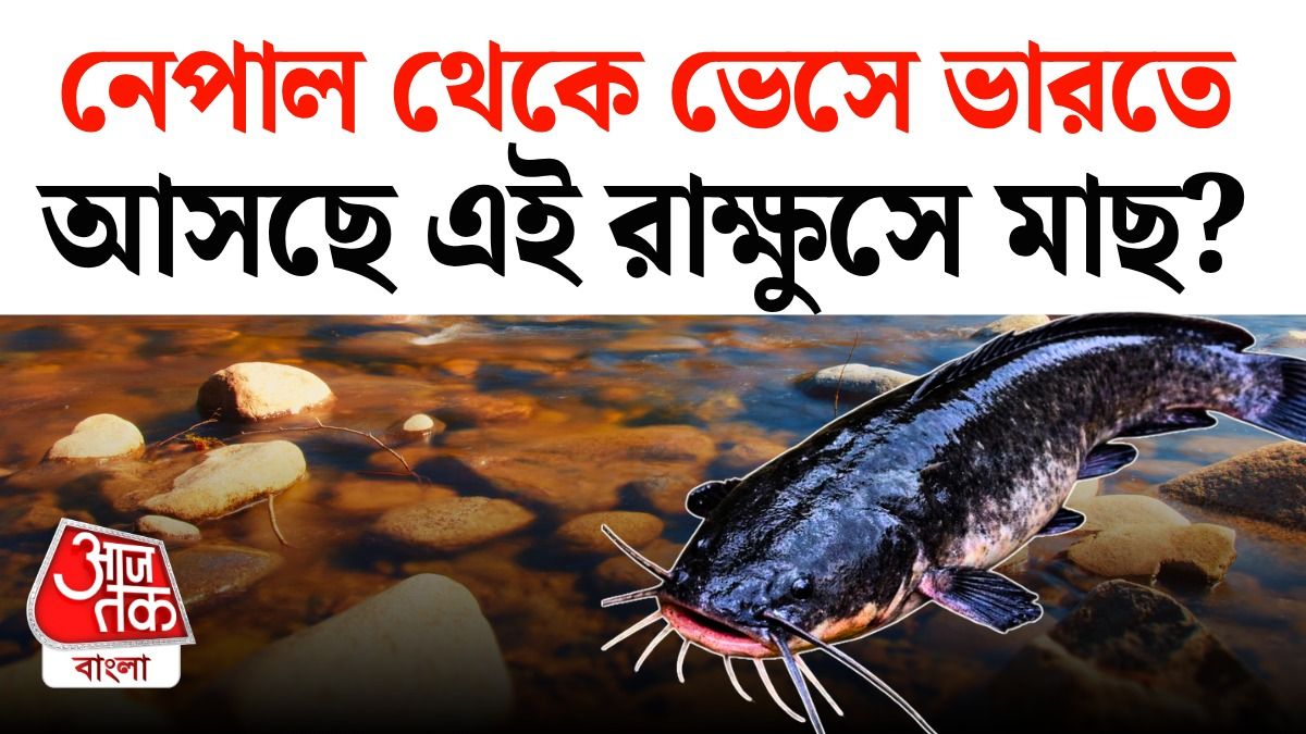 খেলেই ক্যানসার, Nepal থেকে ভারতে আসছে African Catfish? পুরো কাহিনি জানুন