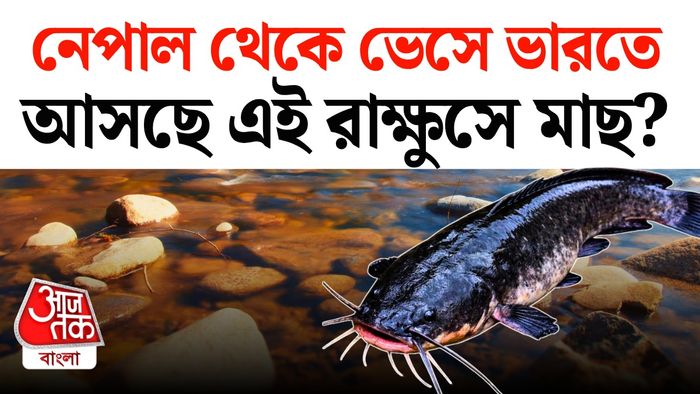 নেপাল থেকে আফ্রিকান ক্যাটফিশ ভেসে আসছে বলে খবর