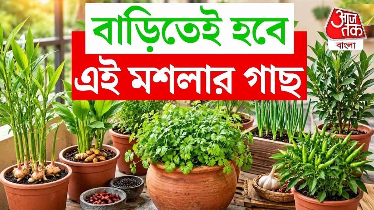 বারান্দা, ছাদ কিংবা জানলার ধারের জায়গাতেও অনেক মশলার গাছ রাখা সম্ভব। 