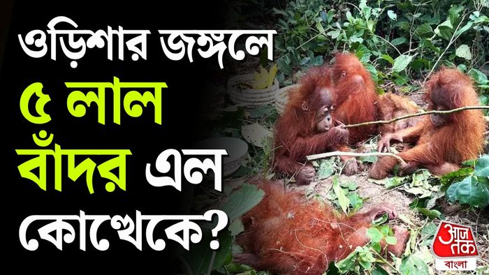 ওডিশার জঙ্গলে ৫ শাবক ওরাংওটাং