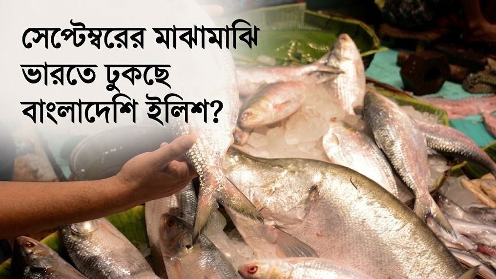 শুধু পুজো নয়, এ বার কি বছরভর পদ্মার ইলিশ পাঠাবে বাংলাদেশ? যা জানা যাচ্ছে