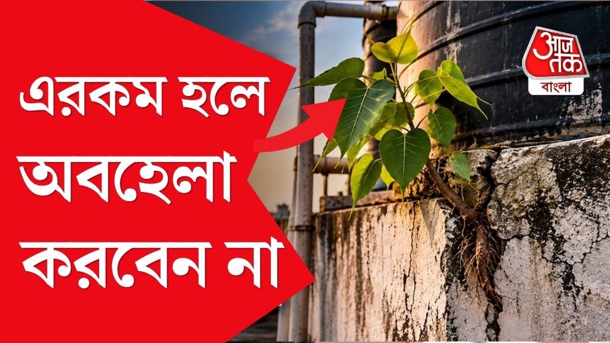দেওয়াল বা জলের ট্যাঙ্কের গা দিয়ে ছোট্ট বট বা অশ্বত্থের গাছ গজিয়েছে। কী করবেন?
