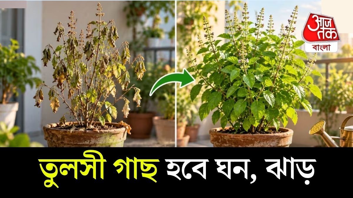 টবে লাগানো তুলসীর ক্ষেত্রে এই সমস্যা বেশি হয়। 