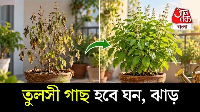 টবে লাগানো তুলসীর ক্ষেত্রে এই সমস্যা বেশি হয়।