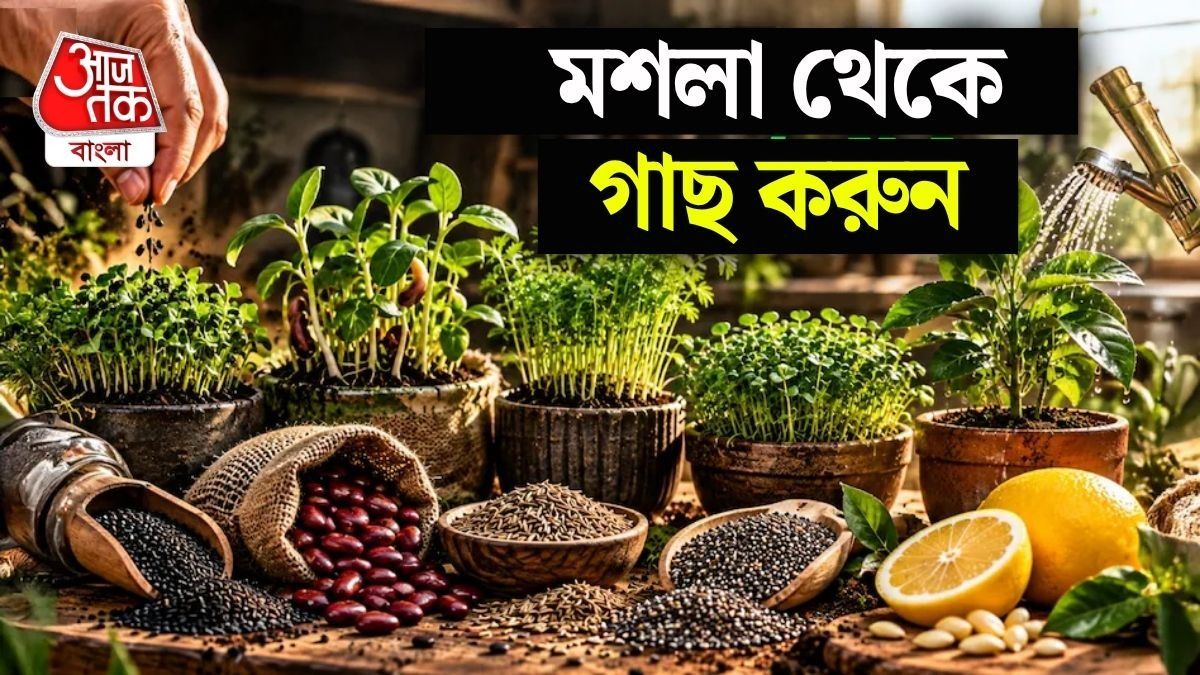 অনেকেই ইচ্ছা থাকলেও বাড়িতে গাছ লাগাতে পারেন না।