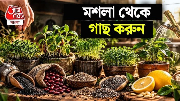 অনেকেই ইচ্ছা থাকলেও বাড়িতে গাছ লাগাতে পারেন না।