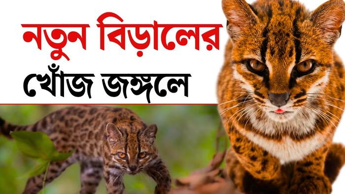 নতুন প্রজাতির বিড়াল