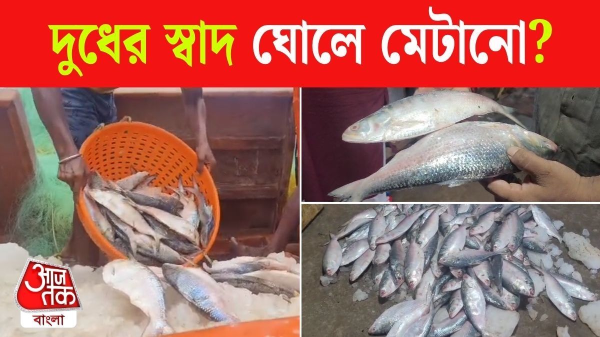এ বছর বাংলাদেশের ইলিশ সম্ভবত আসছেই না, বাজারে ঠকার আগে সতর্ক থাকুন, বিকল্প কী?