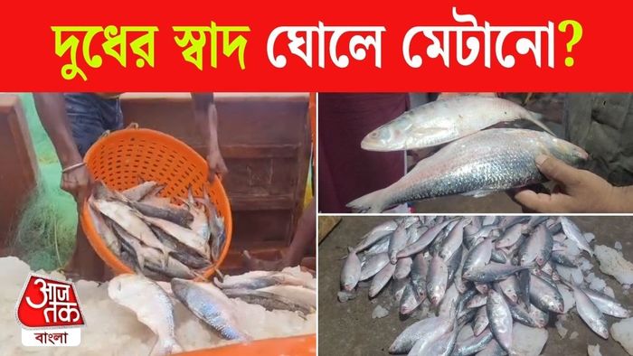 পশ্চিমবঙ্গের বাজারে ইলিশ - ছবি: শঙ্খ দাস