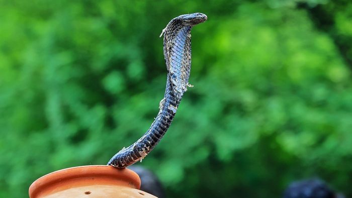 বর্ষায় সাপ তাড়ানোর উপায় জানুন।