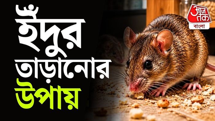 রান্নাঘর, বাথরুম, স্টোররুম কিংবা সিঙ্কের নীচে তাদের আনাগোনা বেশি দেখা যায়।