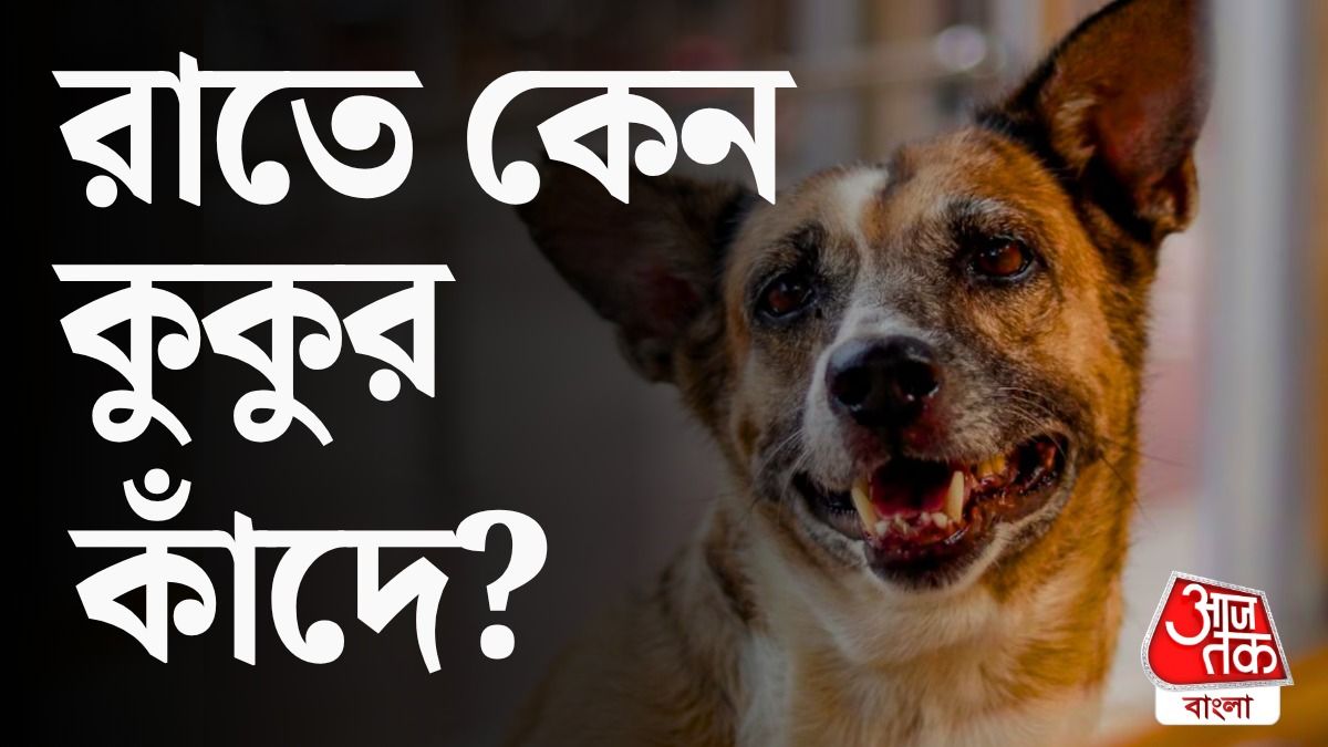 রাতে কুকুর কাঁদে কেন